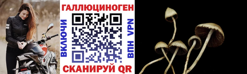 Псилоцибиновые грибы Psilocybe  Кольчугино 